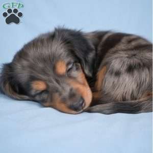 Bella, Dachshund Puppy